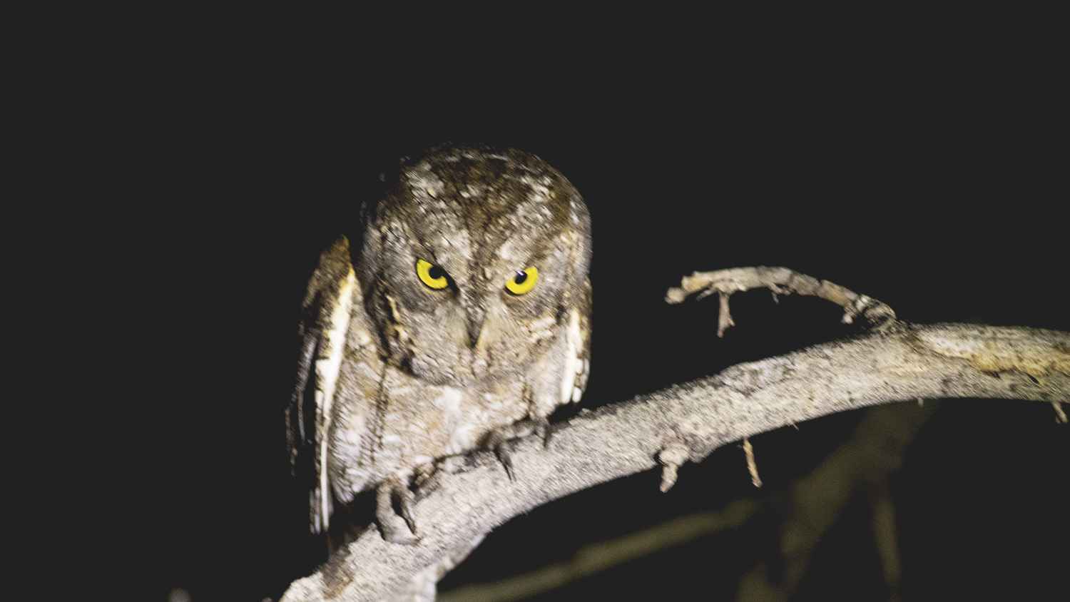 Eurasian Scops-Owl